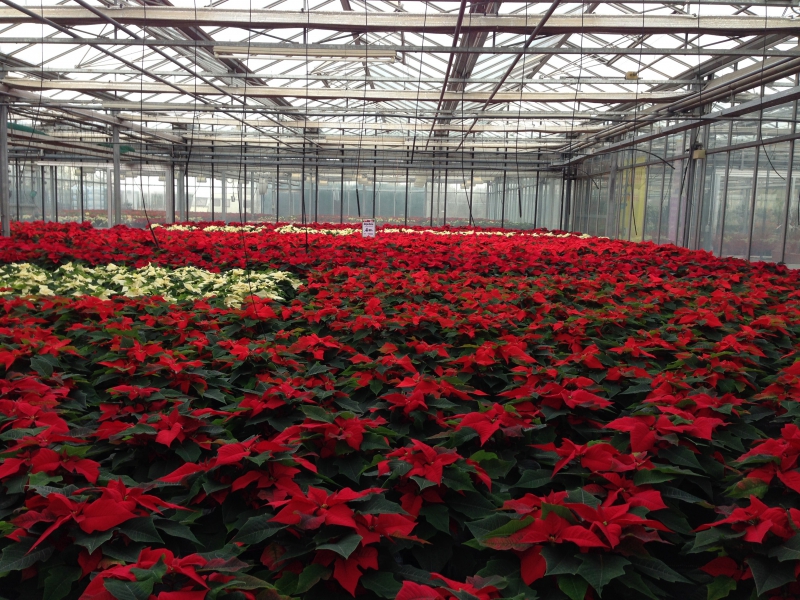 pepiniere-LE CASTELLET-min_poinsettia-210023